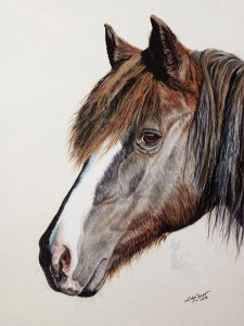 Pferdezeichnung AISCHA in Pastellkreide gemalt (24 cm x 32 cm)