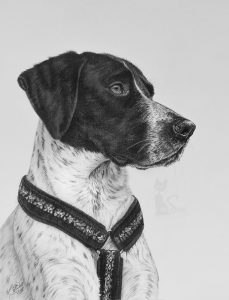 Deutschen Kurzhaar-Pointer-Mix MELO in Kohle und Graphit gezeichnet (30 cm x 40 cm)