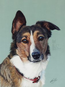 Pastellkreidezeichnung Hundeportrait von Katja Sauer