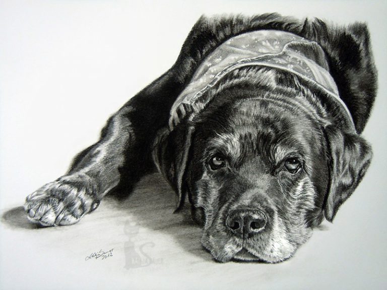 Labrador ENZO in Kohle und Graphit gezeichnet (21 cm x 30 cm)