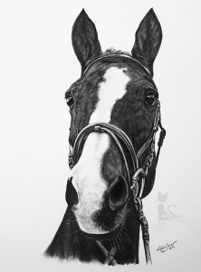 Pferdeportrait SELLY in Kohle und Graphit gezeichnet (30 cm x 40 cm)